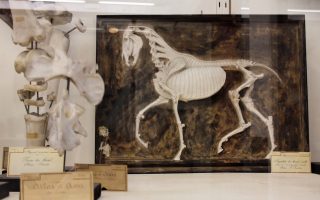 Image - Reportages graphiques au Musée Fragonard